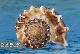 Image result for Melongena corona