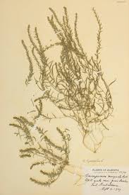 Attēlu rezultāti vaicājumam “Corispermum hyssopifolium”