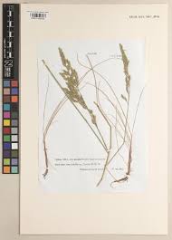 Attēlu rezultāti vaicājumam “Festuca arenaria”