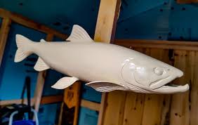 Image result for Salvelinus alpinus oquassa