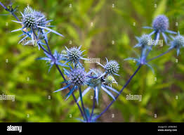 Attēlu rezultāti vaicājumam “Eryngium planum leaf”