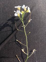 Attēlu rezultāti vaicājumam “Cardaminopsis arenosa flower”