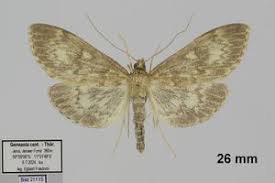 Attēlu rezultāti vaicājumam “Anania lancealis”