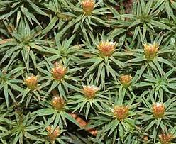 Attēlu rezultāti vaicājumam “Pogonatum urnigerum macro”