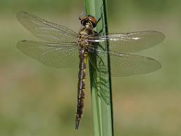 Attēlu rezultāti vaicājumam “Somatochlora flavomaculata”
