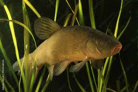 Image result for Tinca tinca