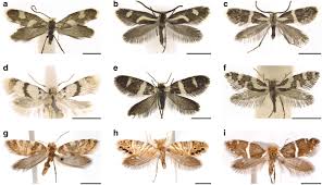 Attēlu rezultāti vaicājumam “Micropterigidae”