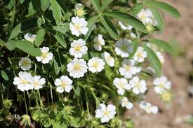 Attēlu rezultāti vaicājumam “Potentilla alba”