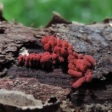 Attēlu rezultāti vaicājumam “Arcyria minuta stalked”