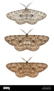 Attēlu rezultāti vaicājumam “Hypomecis roboraria”