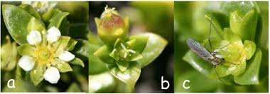 Attēlu rezultāti vaicājumam “Honckenya peploides flower”