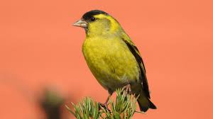 Attēlu rezultāti vaicājumam “Carduelis spinus”