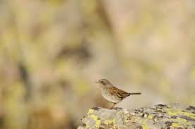 Attēlu rezultāti vaicājumam “Prunella modularis adult”