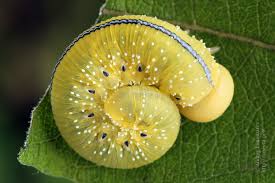 Attēlu rezultāti vaicājumam “Cimbex luteus”