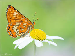 Attēlu rezultāti vaicājumam “Euphydryas maturna pupa”