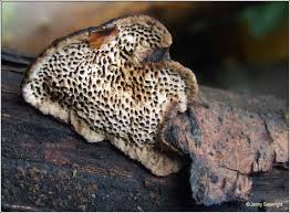 Attēlu rezultāti vaicājumam “Datronia mollis”