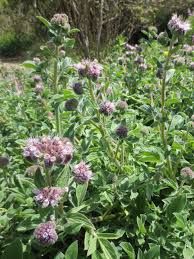 Image result for Phacelia
