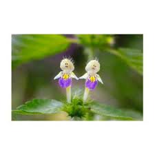 Attēlu rezultāti vaicājumam “Galeopsis speciosa flower”