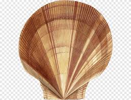 Image result for Placopecten magellanicus