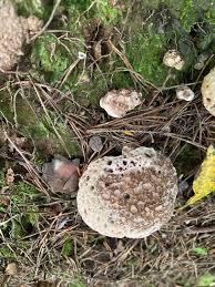 Attēlu rezultāti vaicājumam “Hydnellum sp.”