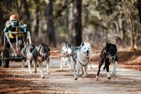 Image result for Team Ice Fire British Sled Dog Racing Team