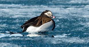 Attēlu rezultāti vaicājumam “Clangula hyemalis”