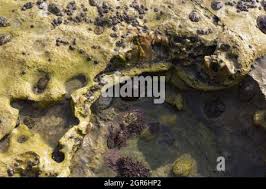 Attēlu rezultāti vaicājumam “Arthonia vinosa”