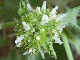 Image result for Marrubium vulgare