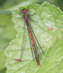 Attēlu rezultāti vaicājumam “Pyrrhosoma nymphula”