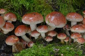 Attēlu rezultāti vaicājumam “Hypholoma lateritium”