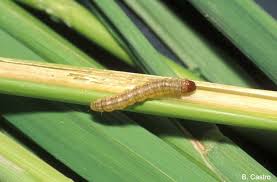 Attēlu rezultāti vaicājumam “Euura brevicornis larva”