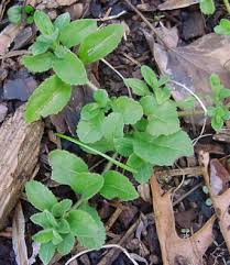 Image result for Veronica officinalis