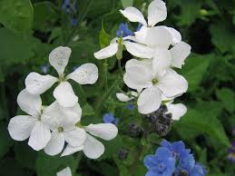 Attēlu rezultāti vaicājumam “Lunaria annua flower”