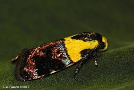 Attēlu rezultāti vaicājumam “Oecophoridae”