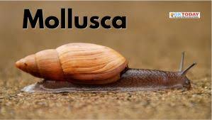 Attēlu rezultāti vaicājumam “Mollusca”