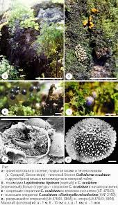 Attēlu rezultāti vaicājumam “Colloderma oculatum”