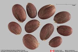 Attēlu rezultāti vaicājumam “Lepidium densiflorum fruit”