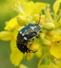 Attēlu rezultāti vaicājumam “Eurydema oleracea”