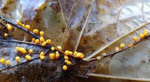 Attēlu rezultāti vaicājumam “Craterium minutum stalked”