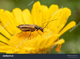 Attēlu rezultāti vaicājumam “Oedemera femorata”