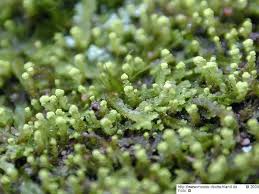 Attēlu rezultāti vaicājumam “Odontoschisma denudatum”