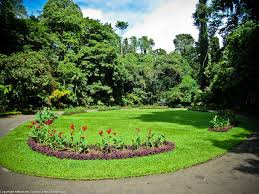 Image result for шри ланка королевский ботанический сад