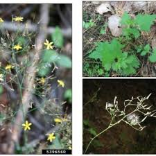 Attēlu rezultāti vaicājumam “Mycelis muralis leaf”