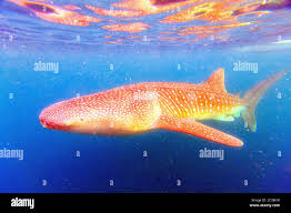 Image result for Rhincodon typus