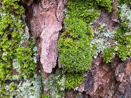 Attēlu rezultāti vaicājumam “Syntrichia virescens”