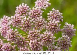 Image result for Pimpinella saxifraga