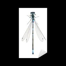 Attēlu rezultāti vaicājumam “Coenagrion pulchellum male”