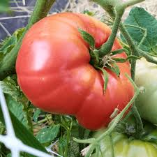 Afbeeldingsresultaat voor mortgage lifter bicolor strain tomato