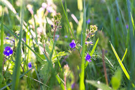 Attēlu rezultāti vaicājumam “Veronica chamaedrys bud”