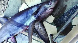 Image result for Alopias superciliosus